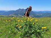 53 Trollius europaeus (Botton d'oro) con Alben